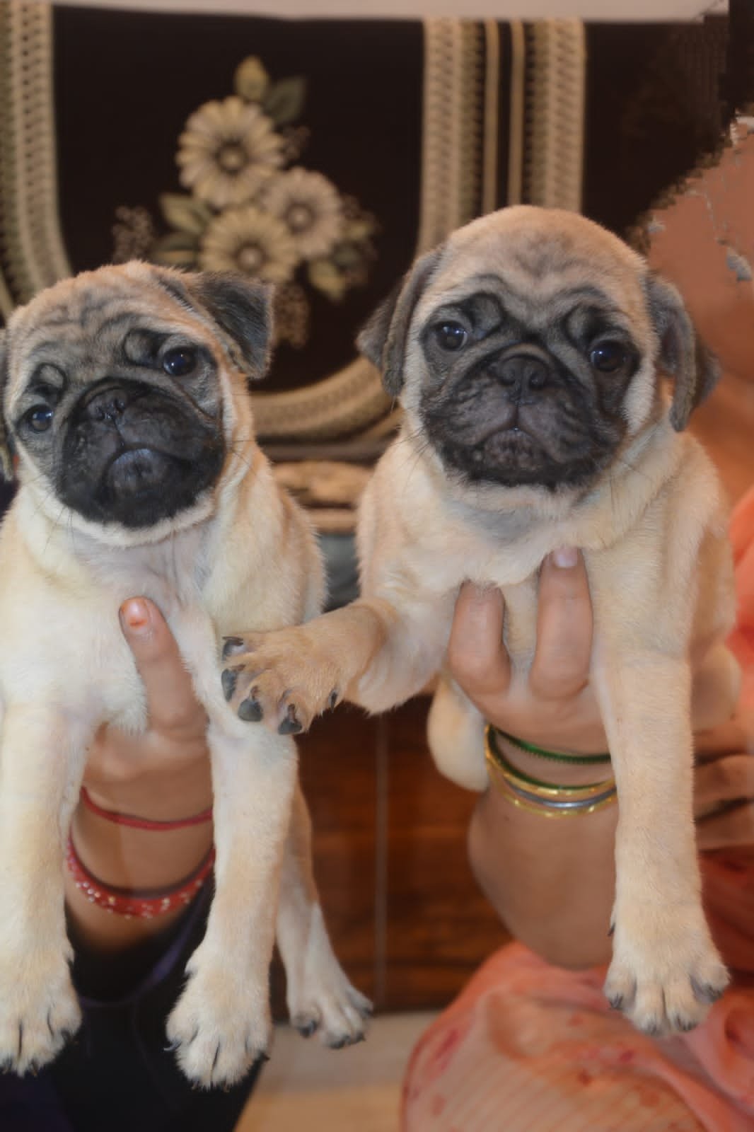 Order Female Pug Puppy from  India